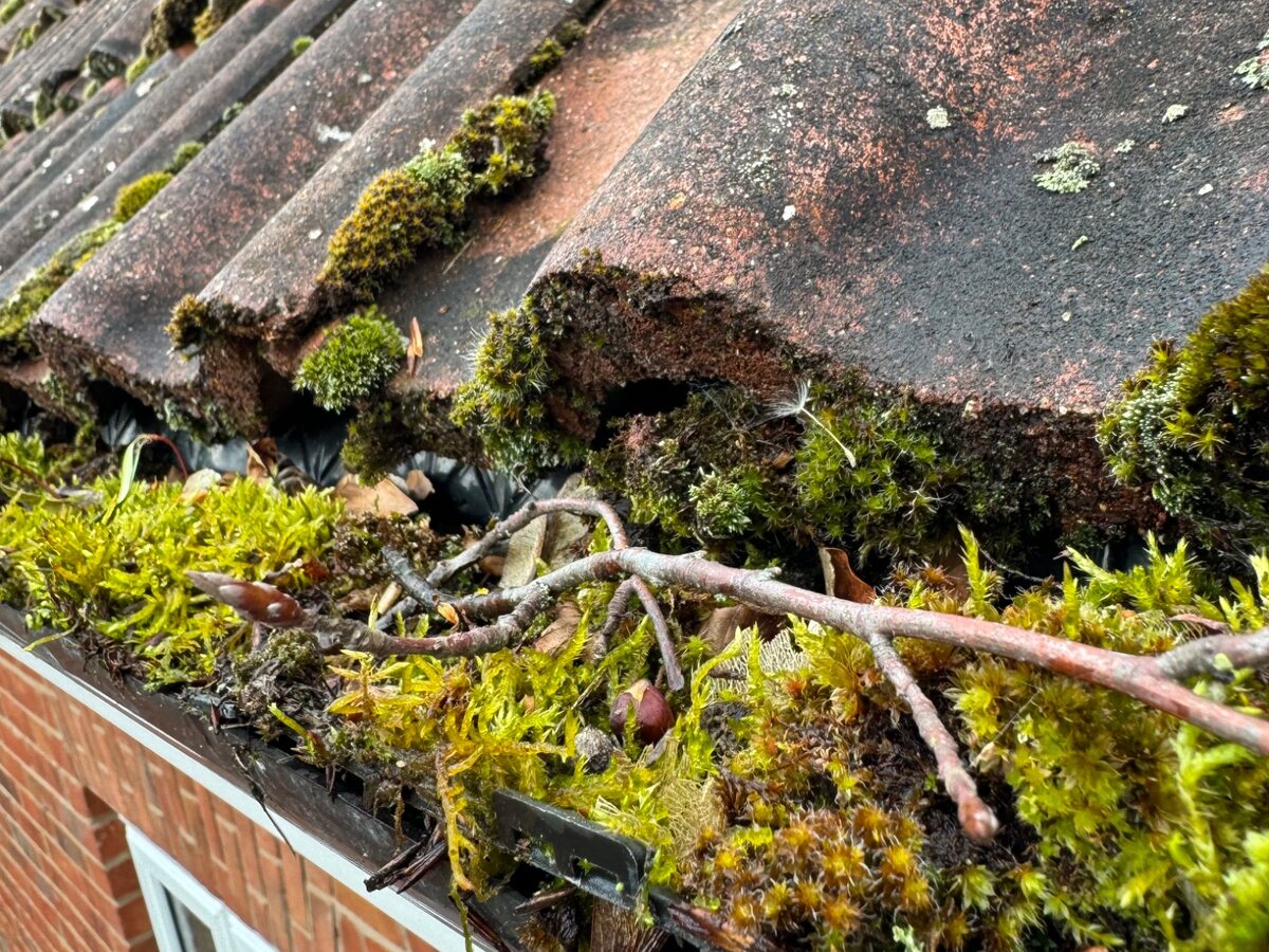Severely blocked domestic gutter packed with moss, twigs and roof debris in West Suffolk