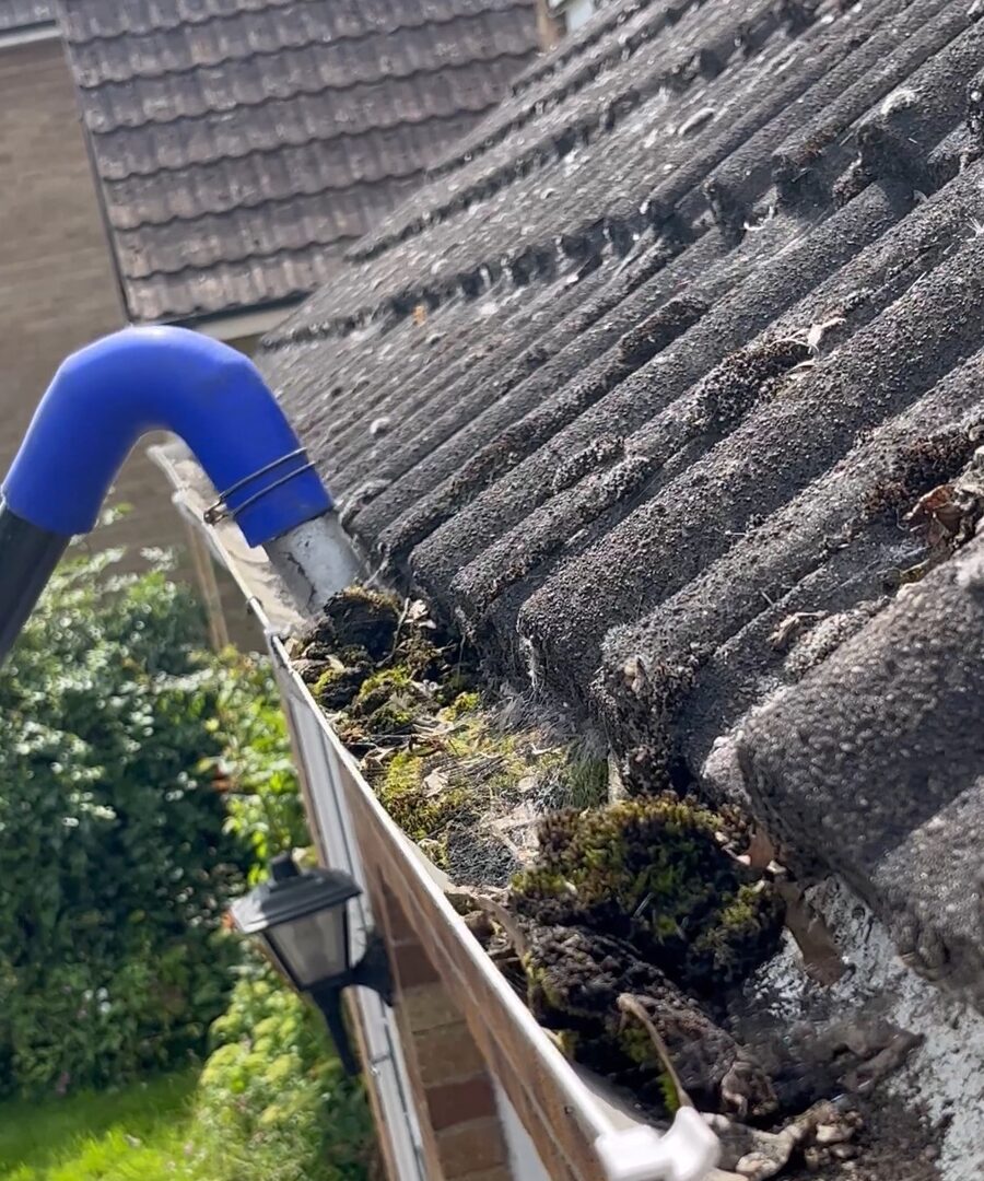 Blocked domestic roof gutter filled with moss and debris professional gutter cleaning in Cambridgeshire